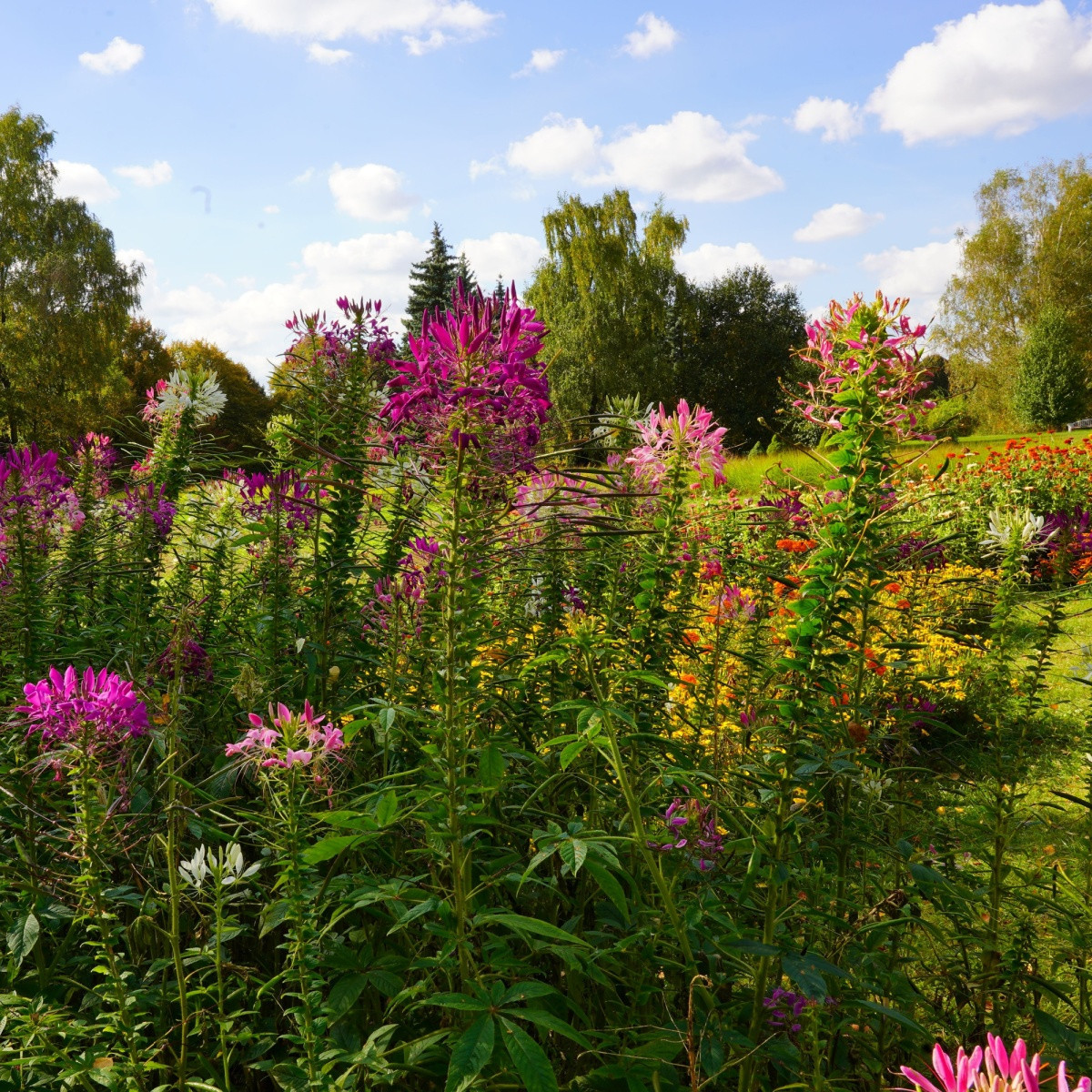 Luštěnice trnitá - Cleome hassleriana - semena - 10 ks