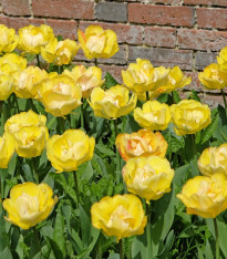 Tulipán plnokvětý Akebono - Tulipa - cibuloviny - 3 ks