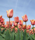 Tulipán Apricot Beauty - Tulipa - cibuloviny - 3 ks
