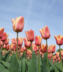 Tulipán Apricot Beauty - Tulipa - cibuloviny - 3 ks