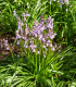 Hyacintovec španělský růžový - Hyacinthoides hispanica - cibuloviny - 5 ks