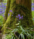 Hyacintovec britský - Hyacinthoides non scripta - cibuloviny - 5 ks