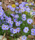 Všelicha iberkolistá Bravo modrá s okem - Brachyscome iberidifolia - semena - 500 ks