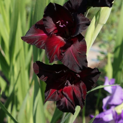 Mečík Black Surprise - Gladiolus - cibuloviny - 3 ks