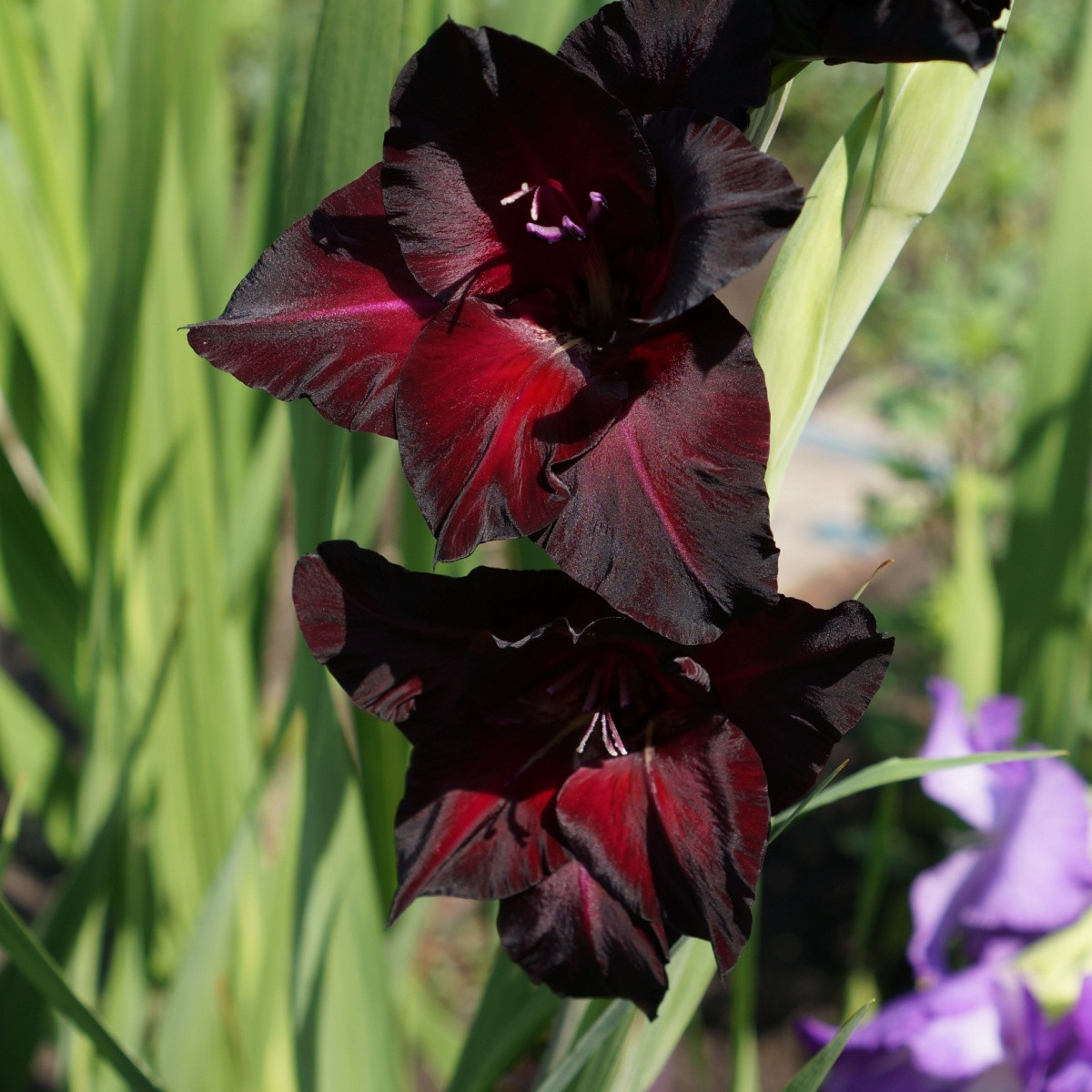 Mečík Black Surprise - Gladiolus - cibuloviny - 3 ks