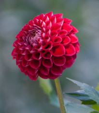 Jiřinka Glow - Dahlia - cibuloviny - 1 ks