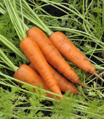 Mrkev Fire Wedge F1 - Daucus carota - semena - 150 ks