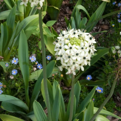 Snědek Saundersův - Ornithogalum saundersiae - cibuloviny - 1 ks