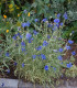 BIO Chrpa modrá - Centaurea cyanus - semena - 30 ks