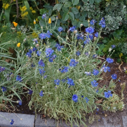 BIO Chrpa modrá - Centaurea cyanus - semena - 30 ks