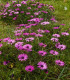 Paprskovka Purple - Osteospermum ecklonis - semena - 6 ks