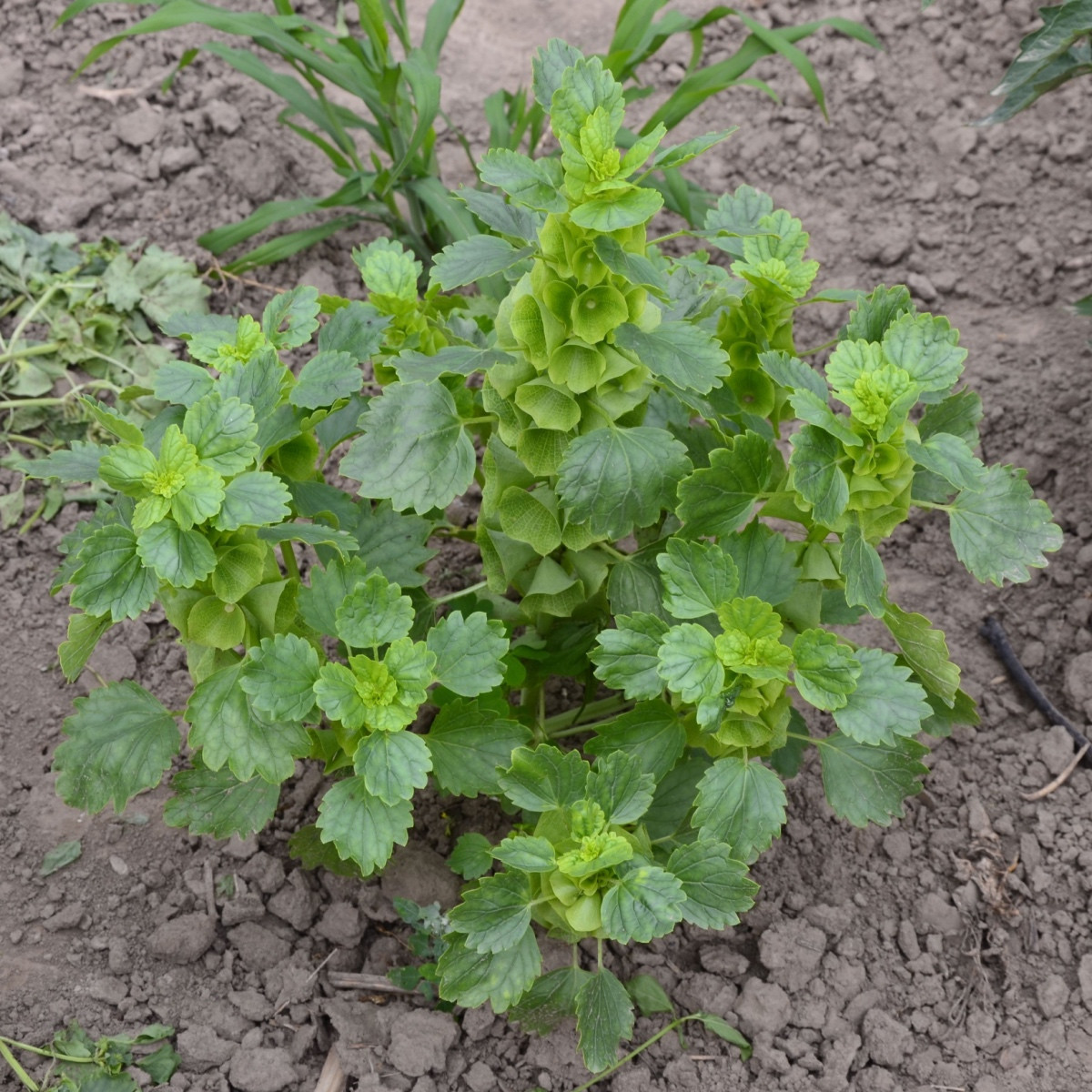 Irský zvonek - Moluccella laevis - semena - 50 ks