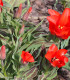 Tulipán Showinner - Tulipa - cibuloviny - 3 ks