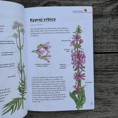 Květiny - rozpoznejte snadno 100 druhů - kniha - 1 ks