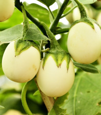 Lilek vejcoplodý Eierbaum - Solanum melongena - semena - 20 ks