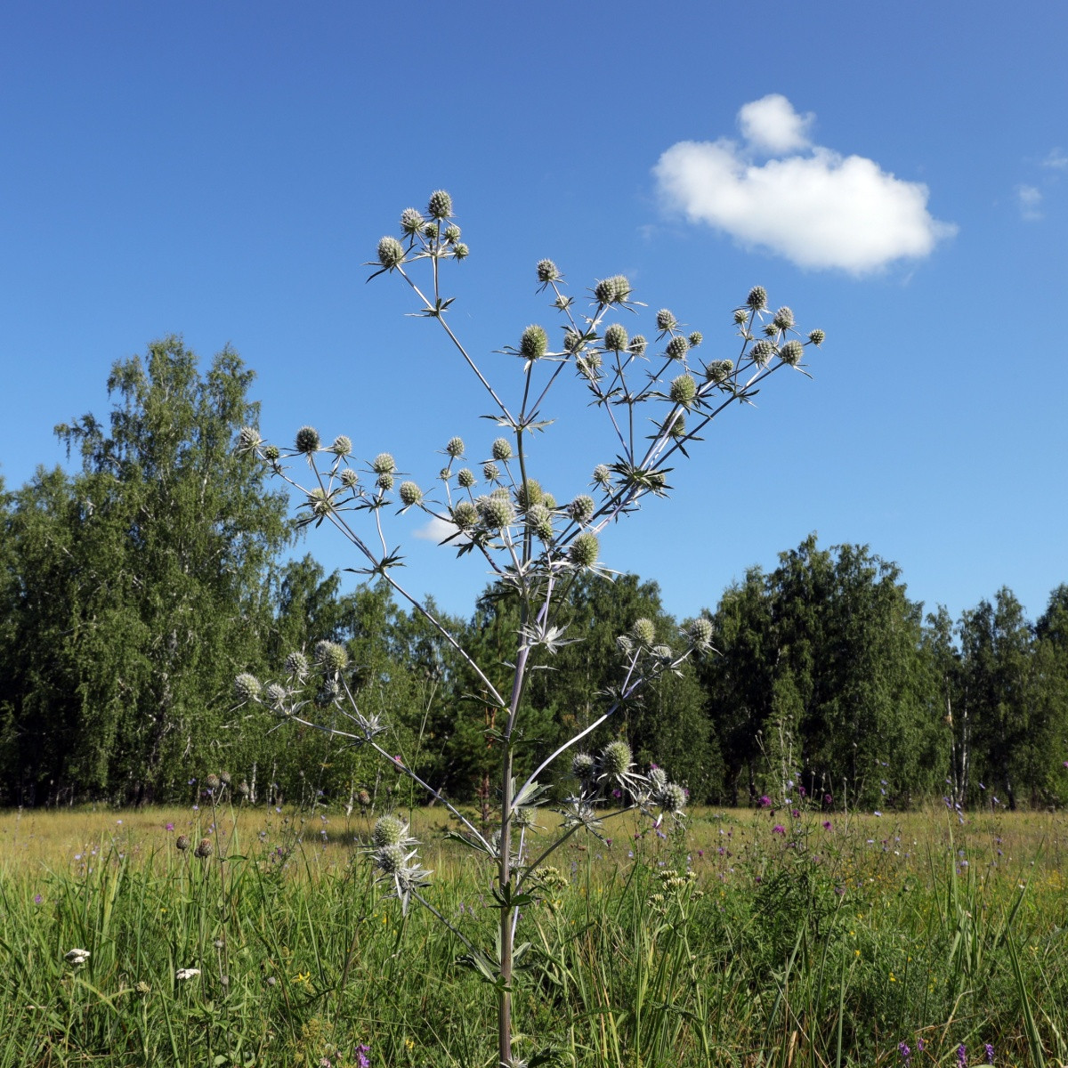 Máčka bílá White glitter - Eryngium planum - semena - 10 ks