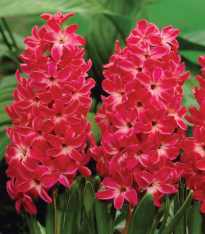 Hyacint Red Glory - Hyacinthus - cibuloviny - 1 ks