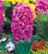 Hyacint Miss Saigon - Hyacinthus - cibuloviny - 1 ks