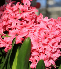 Hyacint Pink Pearl - Hyacinthus - cibuloviny - 1 ks