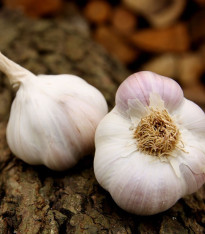 Sadbový česnek Matinka - Allium sativum - nepaličák - cibule česneku - 1 balení