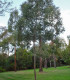 Eukalyptus Gunni - Blahovičník Gunnův - Eucalyptus gunni - semena - 10 ks
