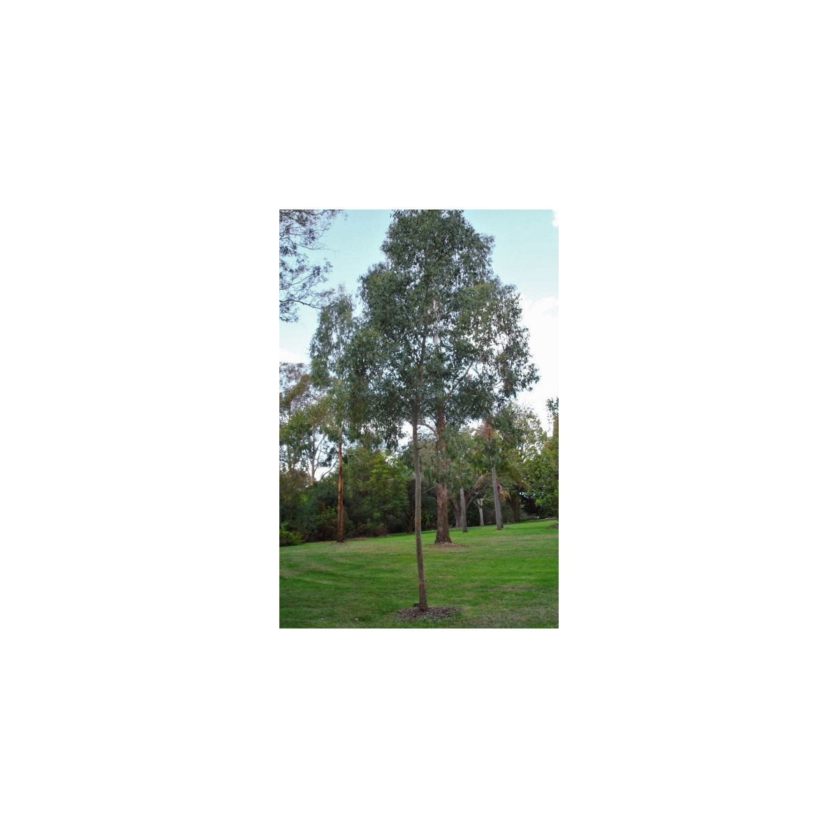 Eukalyptus Gunni - Blahovičník Gunnův - Eucalyptus gunni - semena - 10 ks