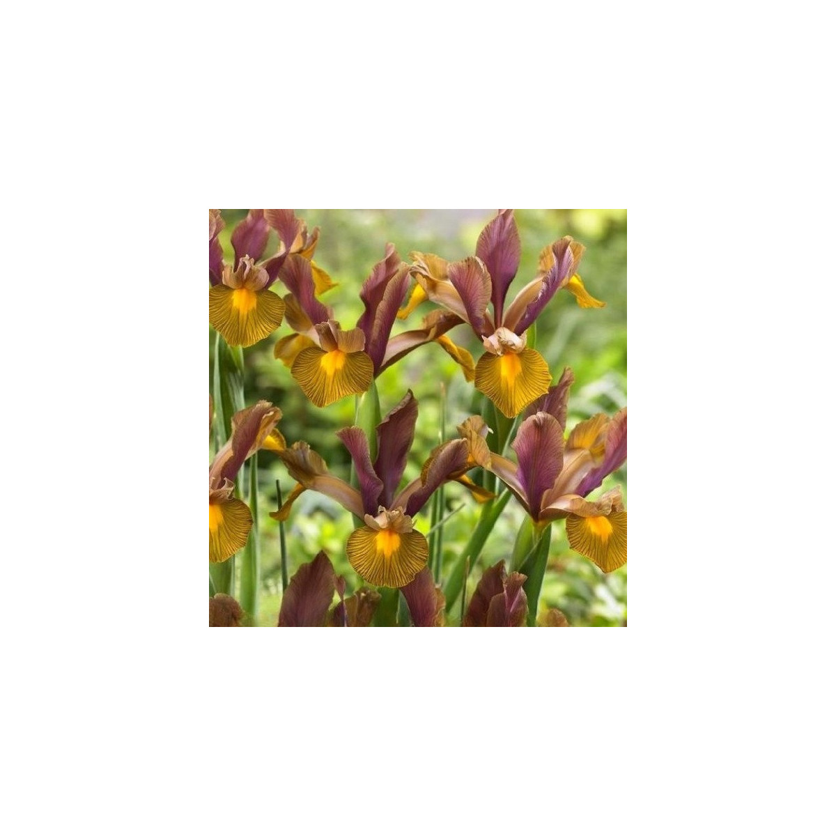 Kosatec holandský Lion King - Iris hollandica - cibuloviny - 3 ks