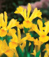 Kosatec holandský Golden Harvest - Iris hollandica - cibuloviny - 3 ks