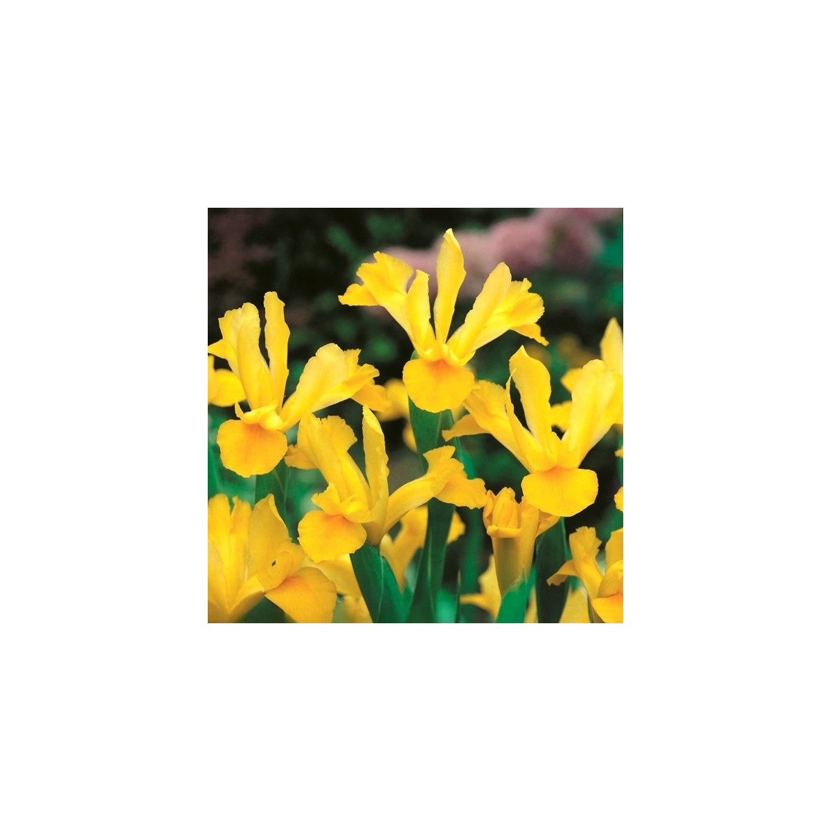 Kosatec holandský Golden Harvest - Iris hollandica - cibuloviny - 3 ks