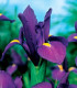 Kosatec holandský Purple Sensation - Iris hollandica - cibuloviny - 3 ks