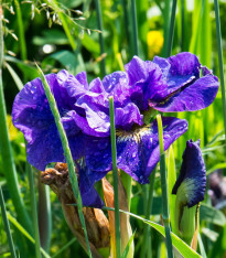 Kosatec sibiřský Concord Crush - Iris sibirica - hlízy - 1 ks