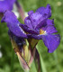 Kosatec sibiřský Double Standard - Iris sibirica - hlízy - 1 ks