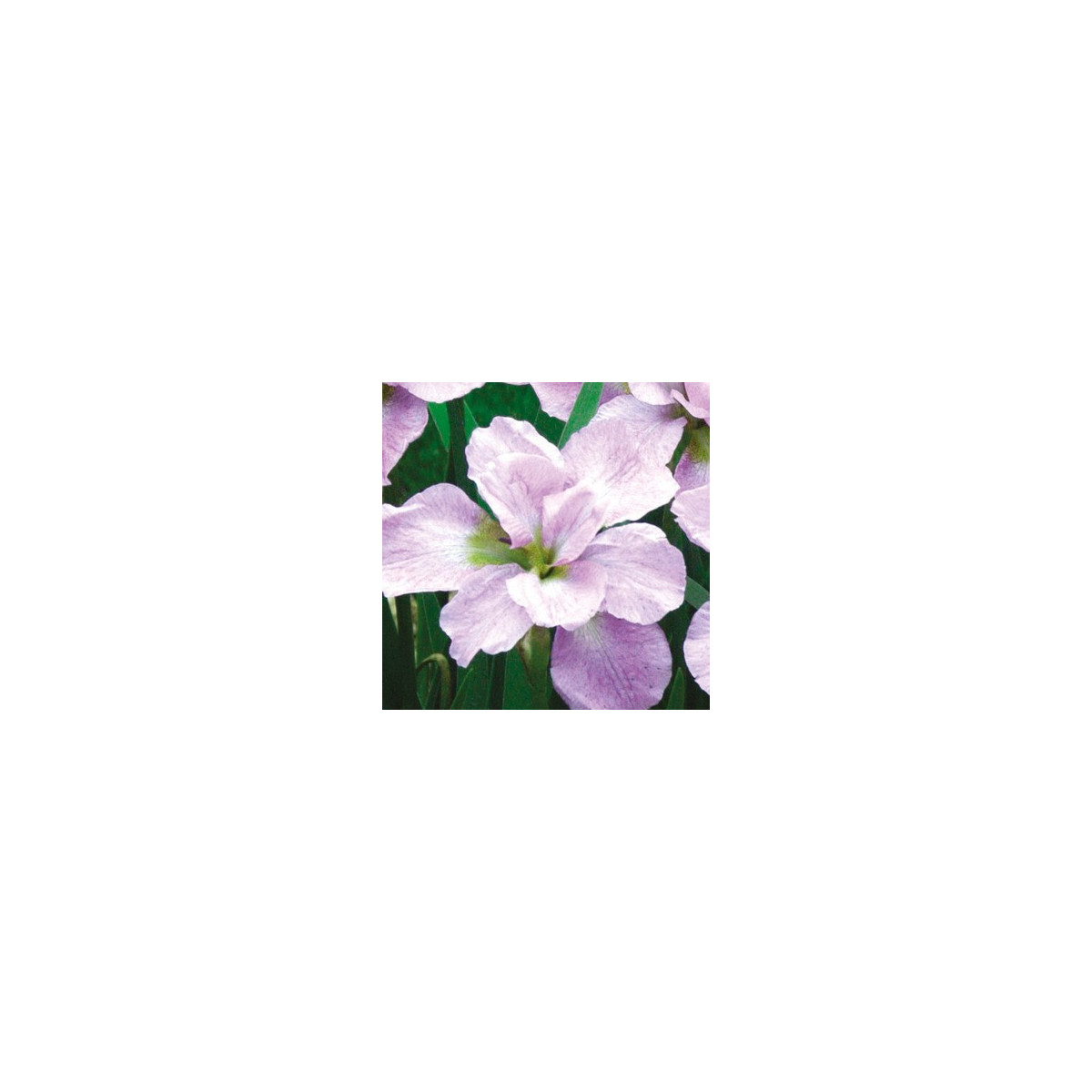 Kosatec sibiřský Kita-No-Seiza - Iris sibirica - hlízy - 1 ks