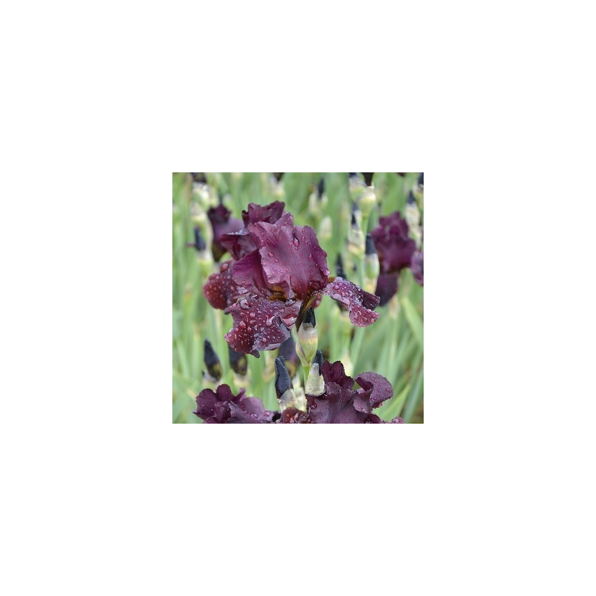 Kosatec nízký Cherry Garden - Iris pumila - hlízy - 1 ks