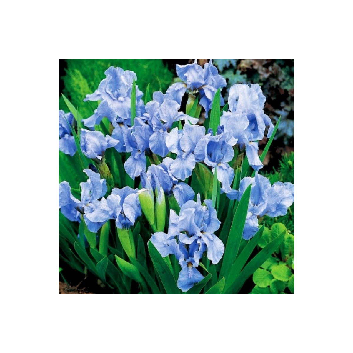 Kosatec nízký Truly - Iris pumila - hlízy - 1 ks