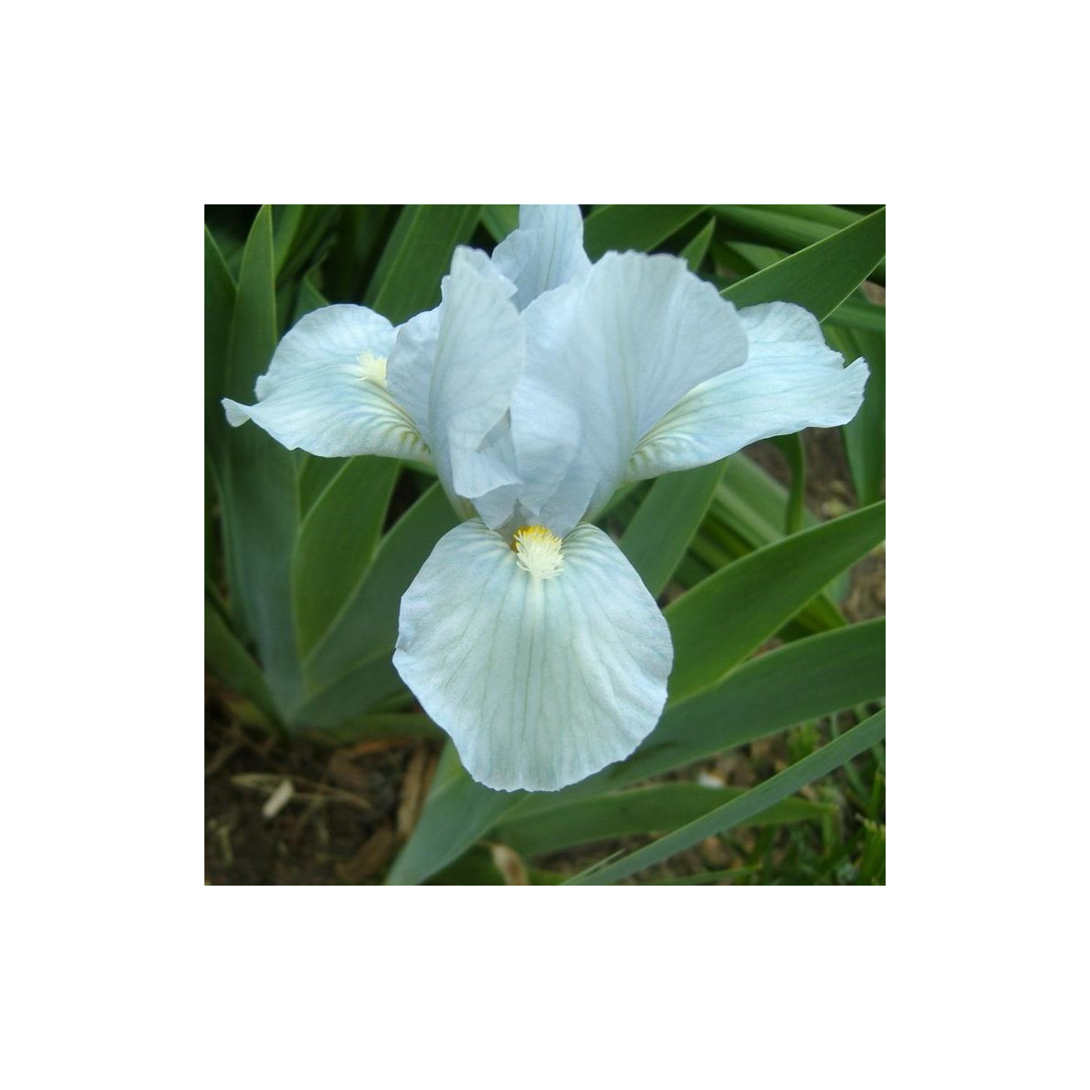 Kosatec nízký Truly - Iris pumila - hlízy - 1 ks