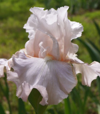 Kosatec německý růžový - Iris germanica - hlízy - 1 ks