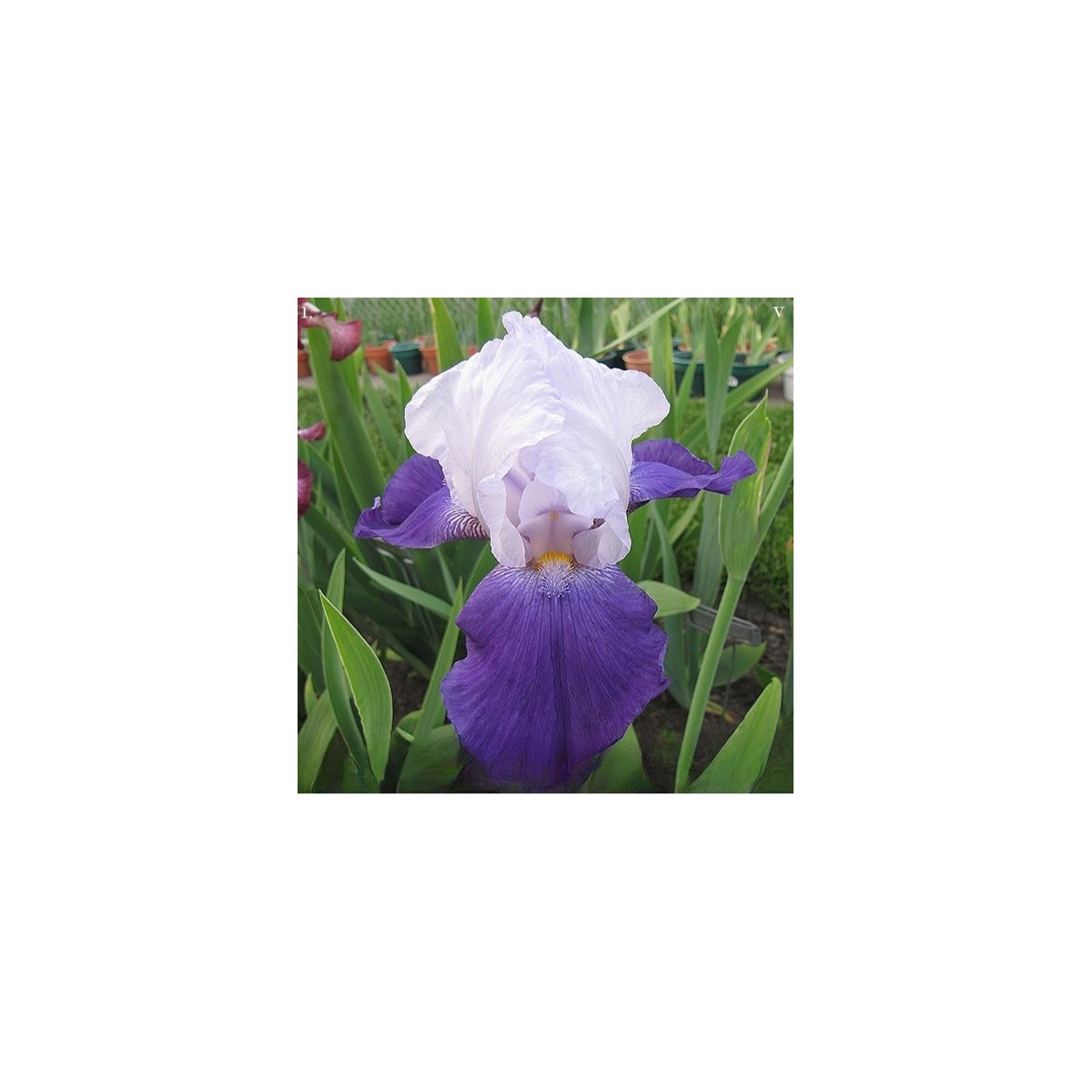 Kosatec německý Arpege - Iris germanica - hlízy - 1 ks