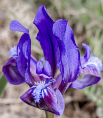 Kosatec nízký Little Sapphire - Iris pumila - hlízy - 1 ks