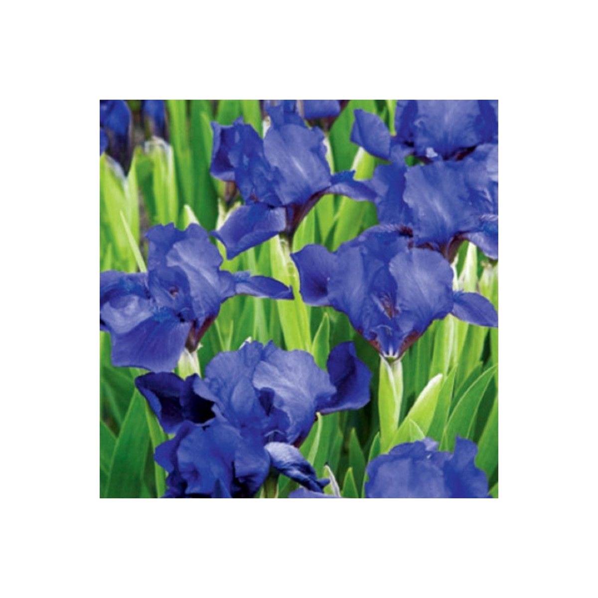 Kosatec nízký Little Sapphire - Iris pumila - hlízy - 1 ks