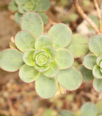 Růžicovka - Aeonium spathulatum - semena - 8 ks