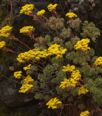 Růžicovka - Aeonium spathulatum - semena - 8 ks