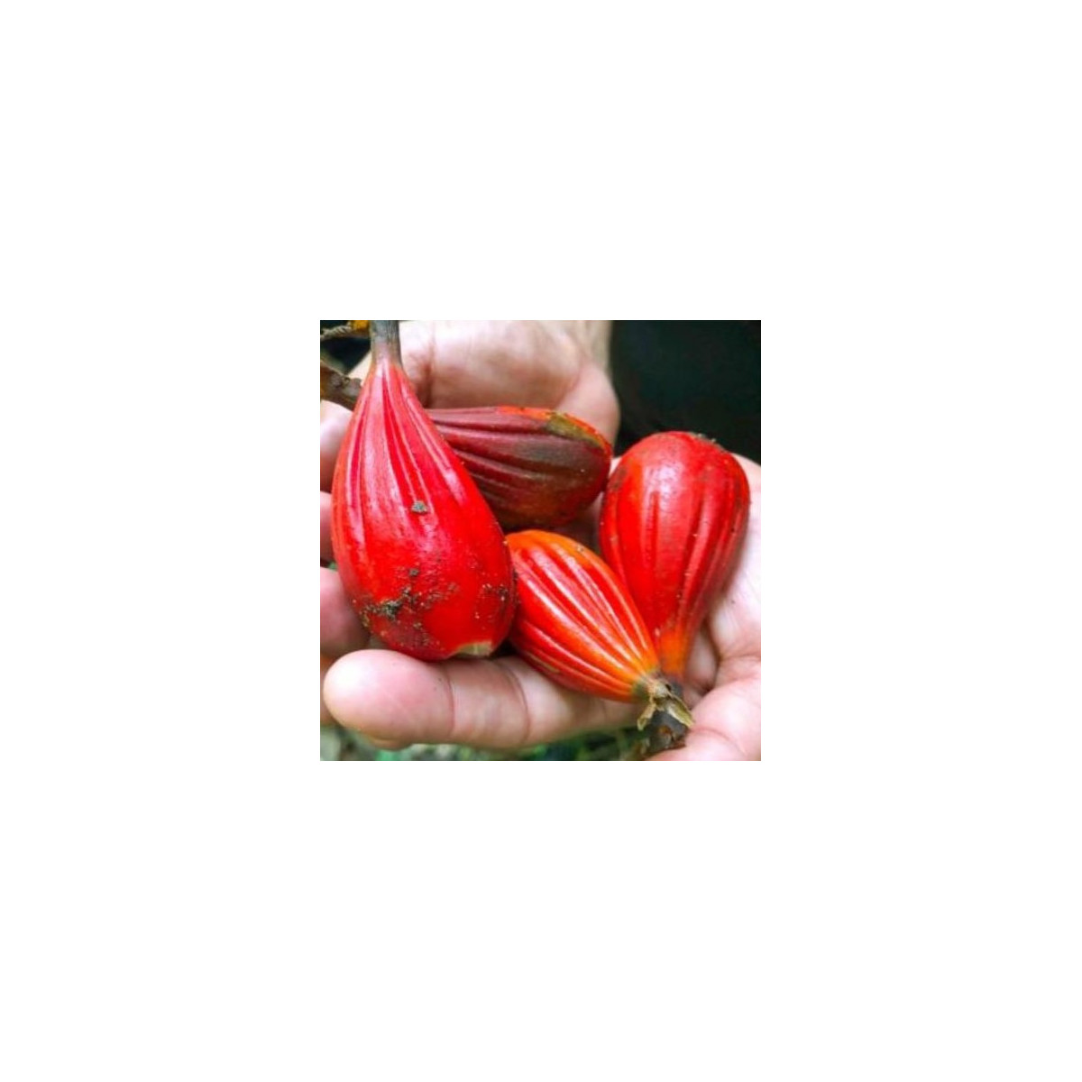 Aframom rýhovaný - Aframomum sulcatum - semena - 5 ks