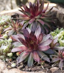 Netřesk - Skalní růže směs - Sempervivum hybridum - semena - 30 ks