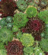 Netřesk - Skalní růže směs - Sempervivum hybridum - semena - 30 ks