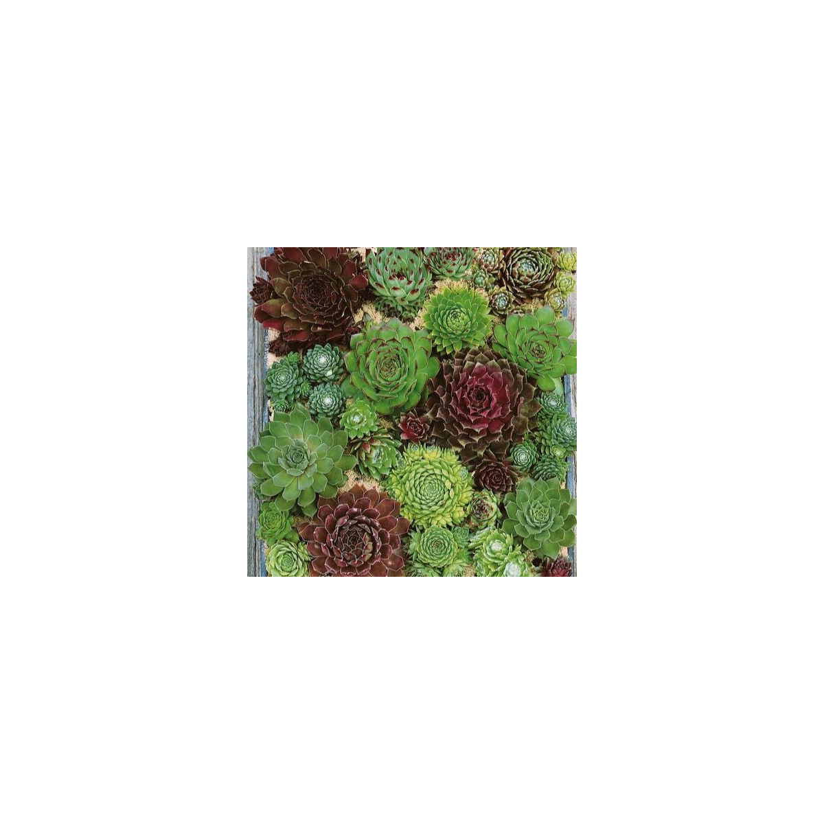 Netřesk - Skalní růže směs - Sempervivum hybridum - semena - 30 ks