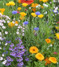 Květinová směs farmářská - výsevný pásek - 5 m
