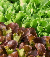 Semena salátu Babyleaf Maraldi mix - výsevný pásek - 5 m