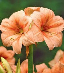 Hvězdník Rilona - Hippeastrum - cibuloviny - 1 ks