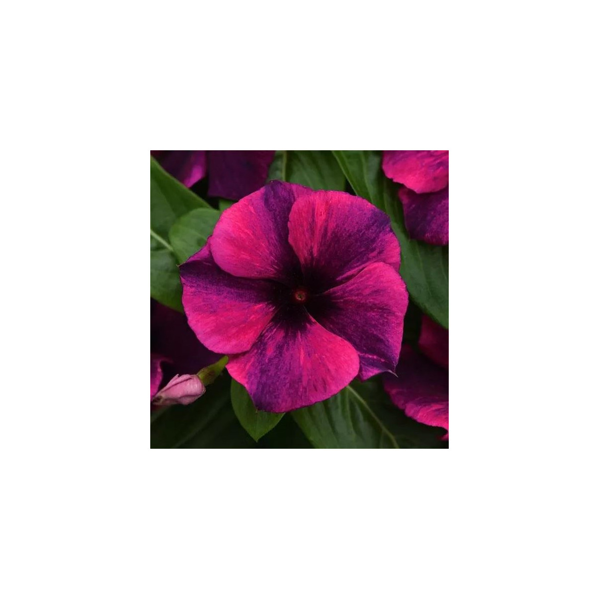 Barvínek Tatoo Black Cherry - Catharanthus roseus - semena barvínku - 30 ks